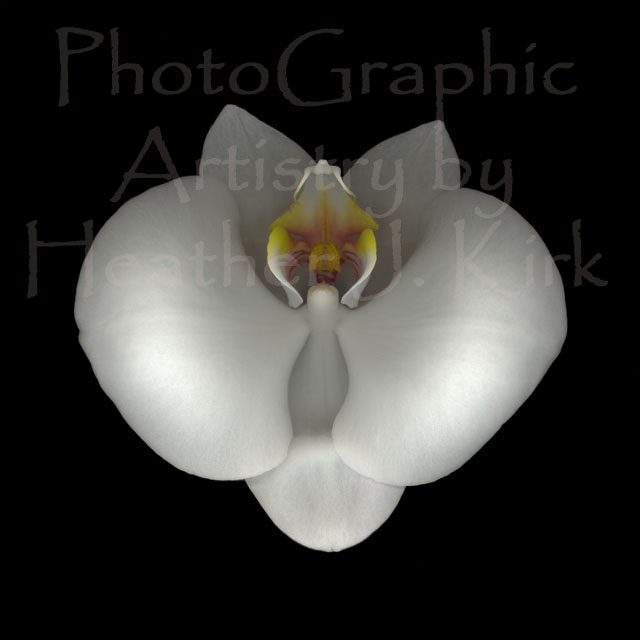 White Orchid on Black